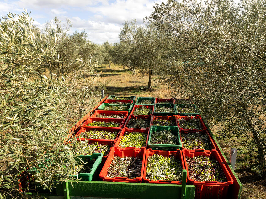 Oleifici e produttori di olio d'oliva in Istria