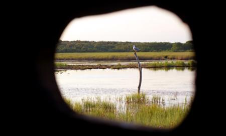 Bird watching Bird watching